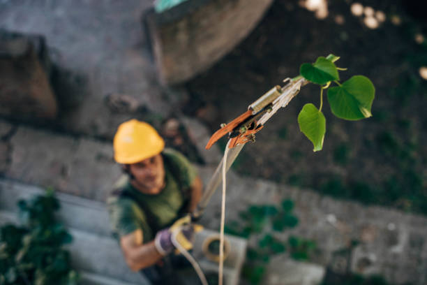 Best Tree Removal  in Port St Joe, FL