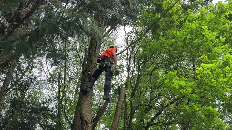 Best Hedge Trimming  in Port St Joe, FL