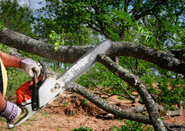 Best Tree Health Inspection  in Port St Joe, FL